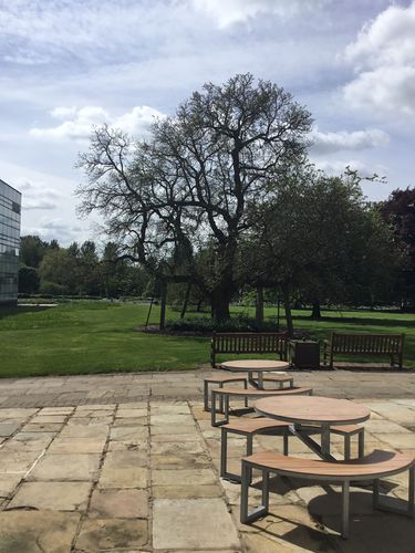 View of the Mulberry Lawn and Mulberry tree on the Open University Walton Hall campus, Milton Keynes. Believed to have been planted in 1908, the tree commemorated the birth of Primrose Harley, whose family lived at Walton Hall.