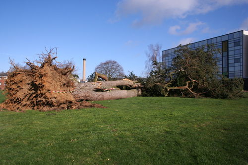 Fallen Cedar Tree, 2014