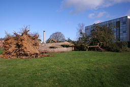 video preview image for Fallen Cedar Tree, 2014