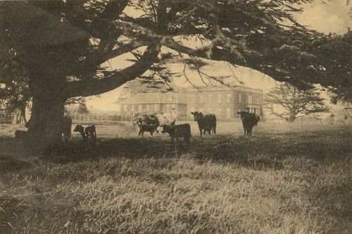 This image shows Walton Hall with cattle in the surrounding park belonging to Dr Vaughan Harley. They may be part of his 'Notlaw' herd which he bred at Walton and were so called because Notlaw is Walton spelt backwards. The photograph was taken in 1911 and included in a sale document for the estate.
