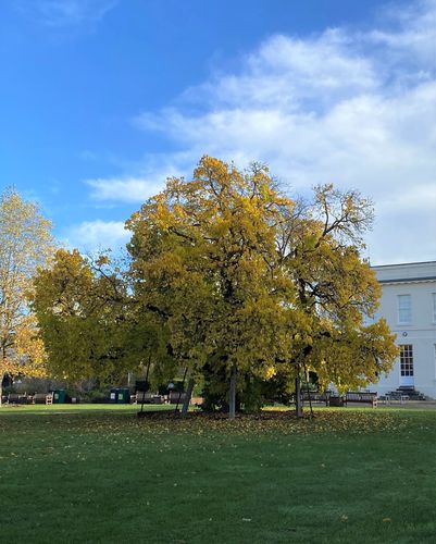 Mulberry Tree 