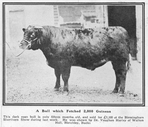 An image of a prize winning bull, bred and owned by Dr Vaughan Harley of Walton Hall in 1918. From 'The Sphere' newspaper.  