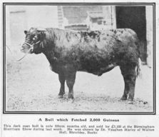 view image of Bull owned by Dr Vaughan Harley